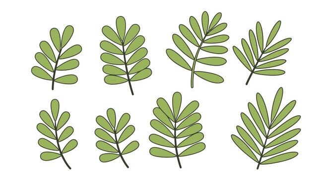 Green leafy branches isolated on white background for decorative design