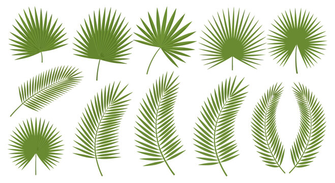 Green palm frond collection illustrations isolated on white background