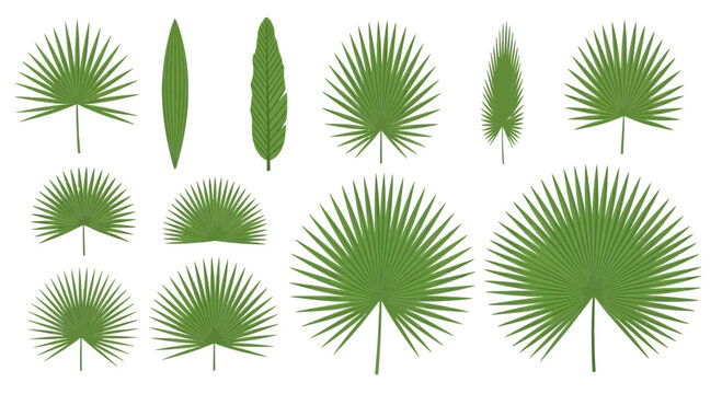 Green palm frond collection isolated on white background for design elements