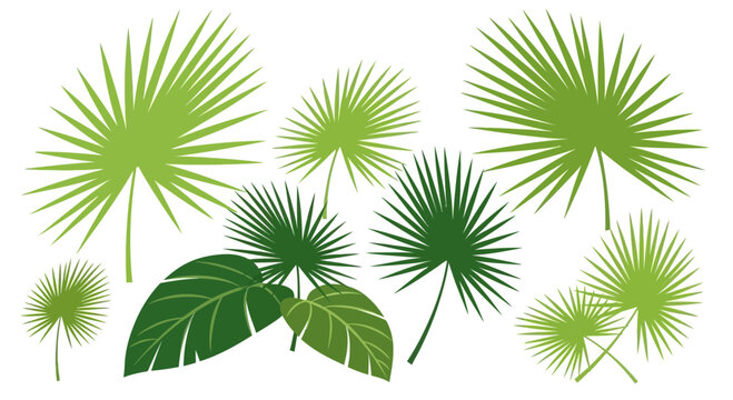 Green palm fronds and leaves isolated on white background vector illustration