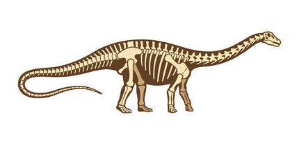 Fototapeta premium Long neck dinosaur skeleton vector illustration on white