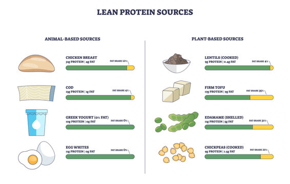 Lean protein sources outline contrasts animal and plant options, chicken breast, tofu, and lentils stand out, conveying low-fat, high-protein meal planning. Outline diagram