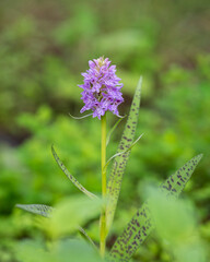 Fototapeta premium Standing among the spring greenery, the Baltic marsh orchid reveals its intricate purple blossoms. Baltic marsh orchid (Dactylorhiza majalis subsp. baltica) blooming in a natural meadow. 