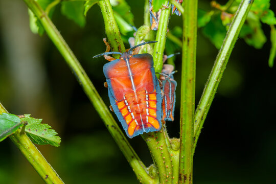 Giant shield bug nymph Eurostus validus on green plant stem macro