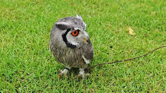 owl sitting in daylight on a patch of grass