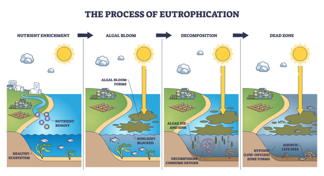 Eutrophication process shown step by step, nutrient runoff drives algal bloom, decomposition creates hypoxia and a dead zone, key objects, algae, fish, tractor. Outline diagram