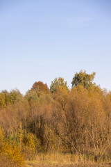 Fototapeta premium autumn landscape with deciduous trees with foliage during leaf fall at sunset, autumn beautiful landscape with different types of trees during sunset, calm weather without wind