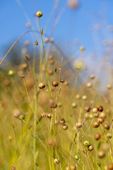 Fototapeta premium yellowed dried flax in the field, natural pattern