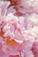 Obraz premium Beautiful peonies in the garden in summer