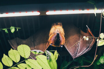 Fototapeta premium Flying fox bat with ginger fur hanging upside down, wings spread with green foliage under glowing lights