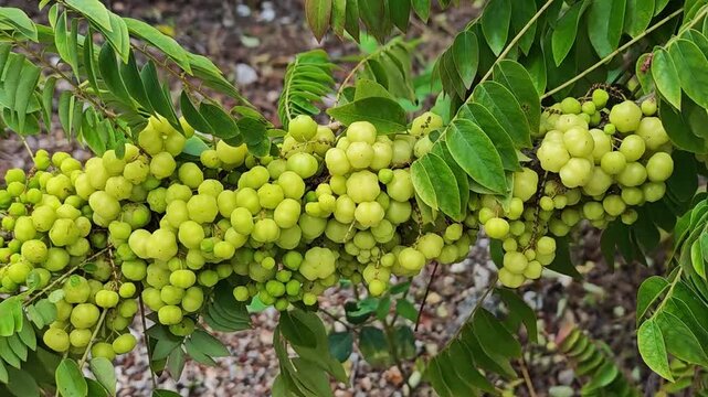 Star gooseberry on a tree branch