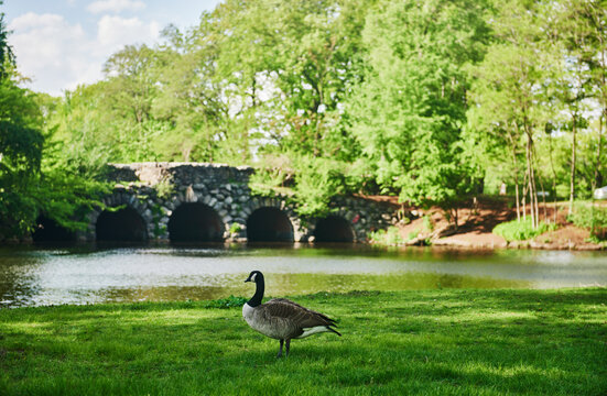 Single goose in front of  Agassiz Road Bridge, located in Boston's Back Bay Fens, Boston, Massachusetts, New England, United States