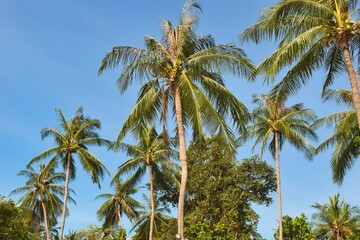 Obraz premium A striking serene view of a palm tree with vibrant green leaves against a clear blue sky, capturing the essence of tropical beauty on a hot sunny day. 