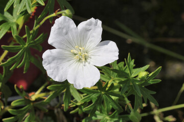Geranium sanguineum 'Album'. Close up macro of single white herbaceous geranium flower in summer.  © Ros Burnley
