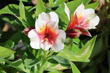 Fototapeta premium Alstroemeria Inca Lucky ('Koncalucky'PBR) (Inca Series). Close up of white peruvian lily flower with pink yellow centre and green markings. Brown flecks and speckles in summer. 