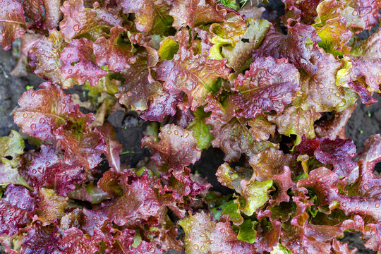 Red lettuce leaves with fresh water drops. Red and green lettuce leaves fill the frame with fresh water droplets on ruffled garden foliage.