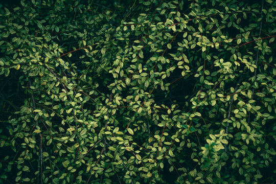 A close up of green Cotoneaster leaves pattern texture