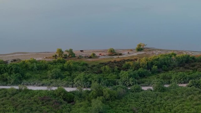 Aerial view of cows grazing on the shoreline of Vjose-Narte Delta Protected Area with lush green vegetation and calm water in Zvernec, Vlore County, Albania.