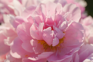 Beautiful peonies in the garden in summer © Olga Tkacheva