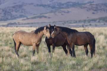 Fototapeta premium Wild Horses in Springtime in the Utah Desert