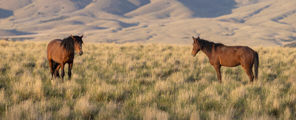 Obraz premium Wild Horses in Springtime in the Utah Desert