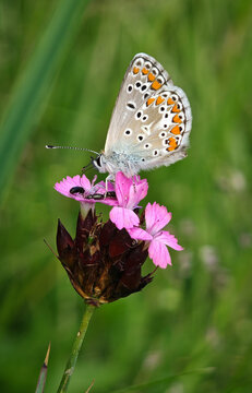 Female Adonis Blue butterfly (Polyommatus bellargus) feeding on a pink maiden pink flower (Dianthus deltoides) in a species-rich mountain meadow of the B&uuml;kk Mountains, Hungary.