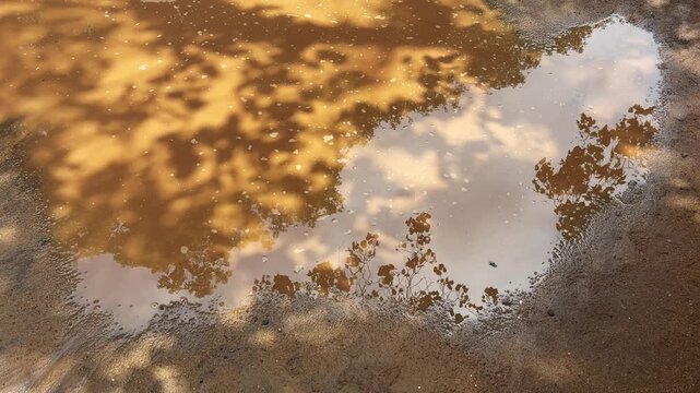 Reflection of roadside trees shimmering in a muddy rainwater pothole, creating an abstract natural pattern on a wet road surface after rainfal