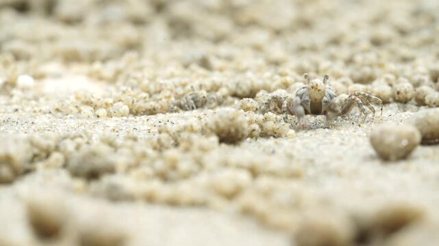 Tiny sand bubbler crab making sand balls on beach wildlife nature 대한민국 한국 게 엽낭게 모래 경재 갯벌 해변 바다 바닷가 모래구슬 모래공 해안선 생태계 자연 환경 야생동물 서해안 남해안 생물학 관찰 탐험 야외 풍경 여행지 관광지 로컬 라이프스타일 활기찬 에너지 하루 일상 극초근접 클로즈업 외형 무늬 패