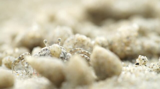 Tiny sand bubbler crab making sand balls on beach wildlife nature 대한민국 한국 게 엽낭게 모래 경재 갯벌 해변 바다 바닷가 모래구슬 모래공 해안선 생태계 자연 환경 야생동물 서해안 남해안 생물학 관찰 탐험 야외 풍경 여행지 관광지 로컬 라이프스타일 활기찬 에너지 하루 일상 극초근접 클로즈업 외형 무늬 패