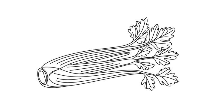 Fresh green celery stalk vegetable hand drawn line art illustration Vector, illustration