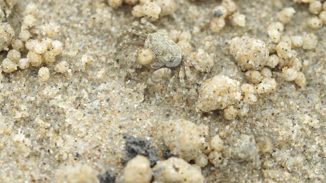 Tiny sand bubbler crab making sand balls on beach wildlife nature 대한민국 한국 게 엽낭게 모래 경재 갯벌 해변 바다 바닷가 모래구슬 모래공 해안선 생태계 자연 환경 야생동물 서해안 남해안 생물학 관찰 탐험 야외 풍경 여행지 관광지 로컬 라이프스타일 활기찬 에너지 하루 일상 극초근접 클로즈업 외형 무늬 패