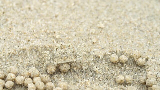 Tiny sand bubbler crab making sand balls on beach wildlife nature 대한민국 한국 게 엽낭게 모래 경재 갯벌 해변 바다 바닷가 모래구슬 모래공 해안선 생태계 자연 환경 야생동물 서해안 남해안 생물학 관찰 탐험 야외 풍경 여행지 관광지 로컬 라이프스타일 활기찬 에너지 하루 일상 극초근접 클로즈업 외형 무늬 패