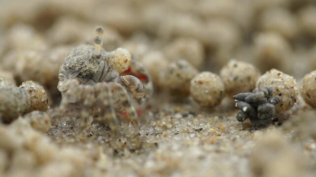 Tiny sand bubbler crab making sand balls on beach wildlife nature 대한민국 한국 게 엽낭게 모래 경재 갯벌 해변 바다 바닷가 모래구슬 모래공 해안선 생태계 자연 환경 야생동물 서해안 남해안 생물학 관찰 탐험 야외 풍경 여행지 관광지 로컬 라이프스타일 활기찬 에너지 하루 일상 극초근접 클로즈업 외형 무늬 패