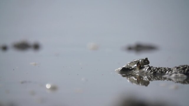 Bluespotted mudskipper on muddy tidal flat wildlife nature 대한민국 한국 짱뚱어 망둑어 갯벌망둑 망둥어 갯벌 진흙 해변 바다 바닷가 해안선 생태계 자연 환경 야생동물 서해안 남해안 생물학 관찰 탐험 