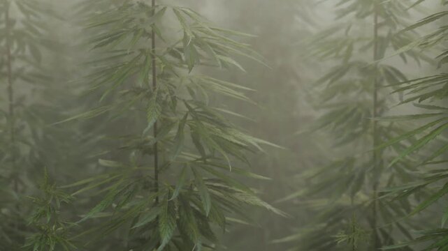 Hemp plants grow tall in a foggy field early in the morning. The mist surrounds the plants and creates a soft glow. The atmosphere is humid and cool as the day begins.