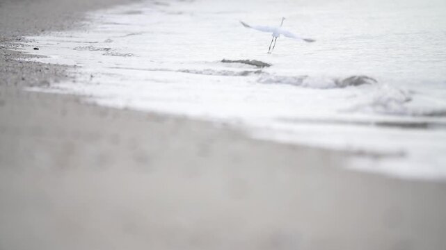 Egret catching prey on muddy tidal flat beach wildlife nature 대한민국 한국 새 백로 왜가리 갯벌 진흙 해변 바다 바닷가 사냥 먹이 활동 해안선 생태계 자연 환경 야생동물 조류 서해안 남해안 생물학 관찰 탐험 야외 풍경 여행지 관광지 로컬 라이프스타일 활기찬 에너지 하루 일상 클로즈업 외형 무늬 패턴 질감 텍