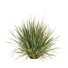 Fototapeta premium A dense cluster of variegated ornamental grass with sharp green and white striped blades, isolated on a white background, for projects