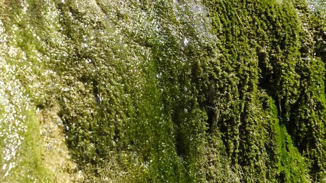 Water flows over a layer of moss emerging from a rock