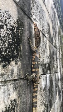 A baby Giant Asian Water Monitor lizard hangs onto a concrete wall on a hot sunny morning in Thailand. 