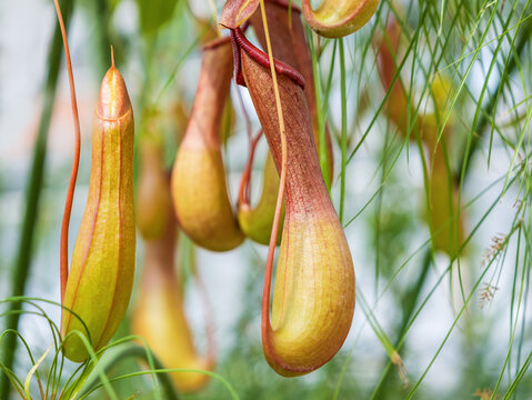 Macro close-up tropical Nepenthes alata monkey cups traps, detailed natural textures, unique insectivorous plant adaptation, vibrant jungle flora for botanical education and wildlife research media.