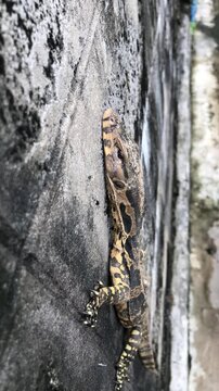 A baby Water Monitor lizard hanging on a concrete wall in Central Thailand. It sits patiently smelling the air with its snake like tongue. 