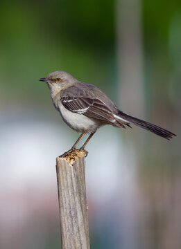 mockingbird on stump