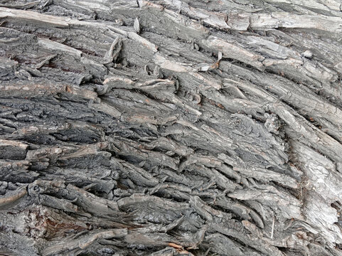 Tree bark covered with moss and lichen. Natural wood surface texture background with cracks and organic patterns. Closeup nature photography