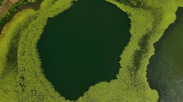 Aerial view of Lake Seferan featuring a dense ring of green aquatic vegetation surrounding dark water under bright daylight in Belsh, Elbasan County, Albania.
