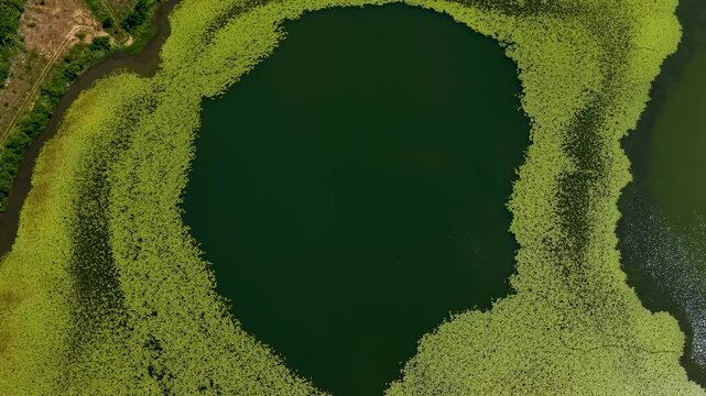 Aerial view of Lake Seferan featuring a dense ring of green water lilies on the dark water surface in Belsh, Elbasan County, Albania.