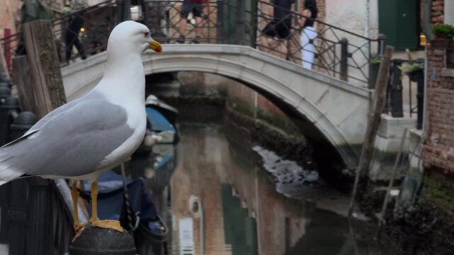 Seagull Watching Over a Misty Venice Canal in Slow Motion