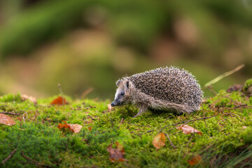 Little wild hedgehog walking on green moss in autumn forest. Cute European erinaceus animal exploring nature ground with colorful fall leaves on bright bokeh background. © Rudolf