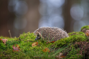 Little wild hedgehog walking on green moss in autumn forest. Cute European erinaceus animal exploring nature ground with colorful fall leaves on bright bokeh background. © Rudolf