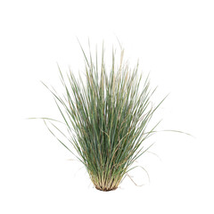 Obraz premium A single clump of ornamental grass with slender green leaves and tall thin seed stalks, isolated on a white background, for garden composition