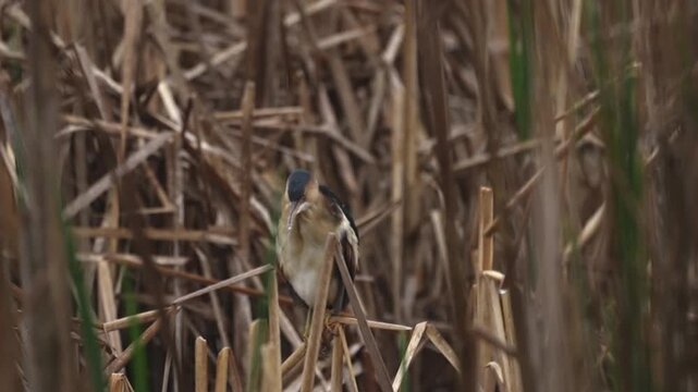 American bittern grooming its feathers during heavy rain in a natural marsh environment.